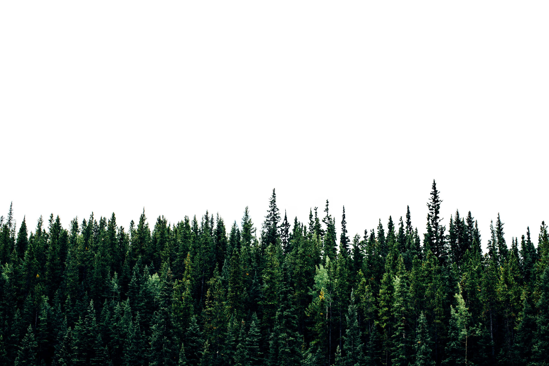 Wald-Hintergrund